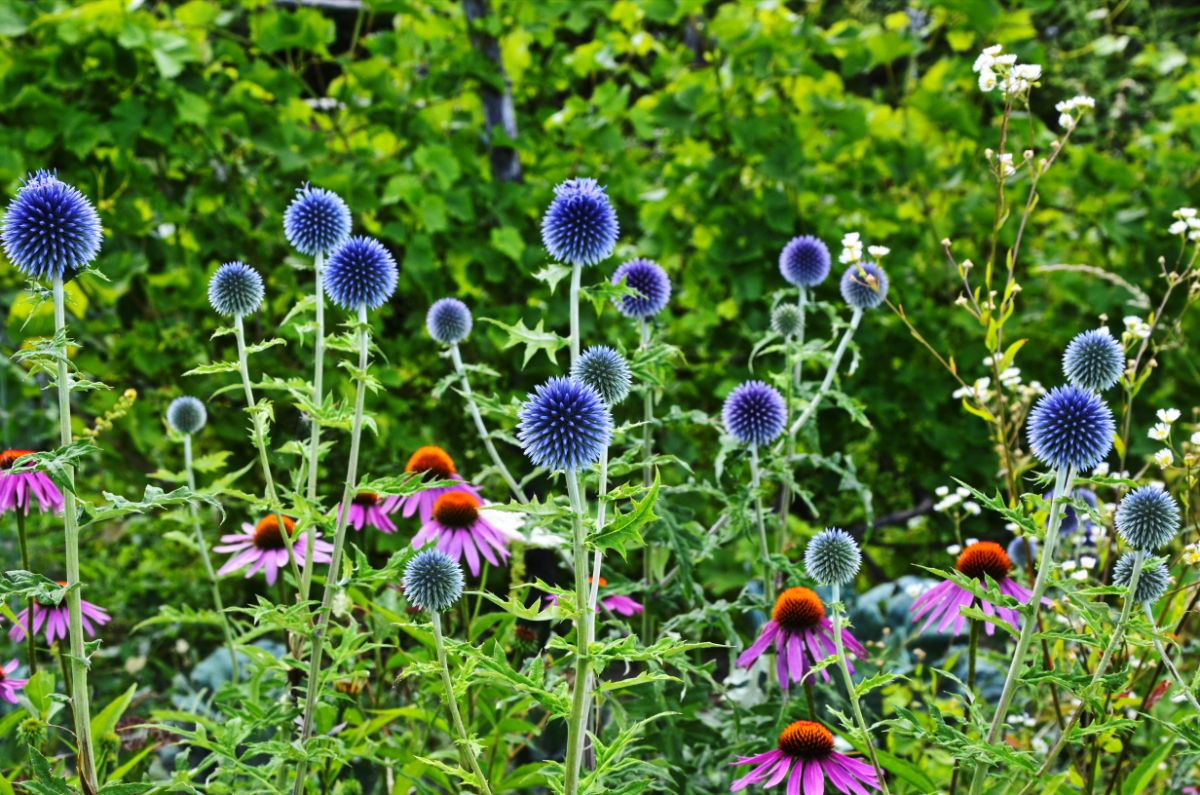 Purple globe thistle in flower