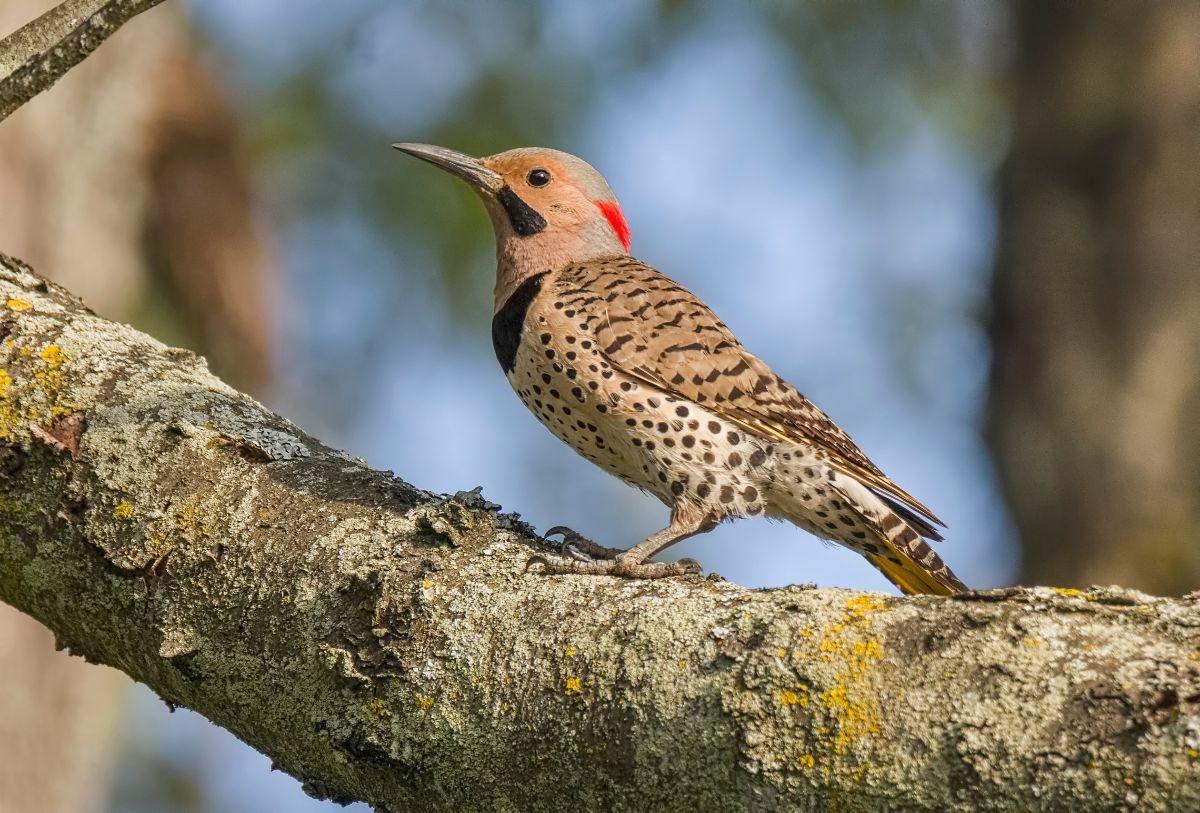 A bird ready to feed on ants in the garden