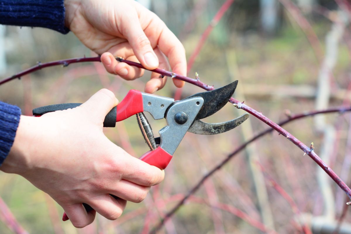 A person cutting a section of blackberry cane