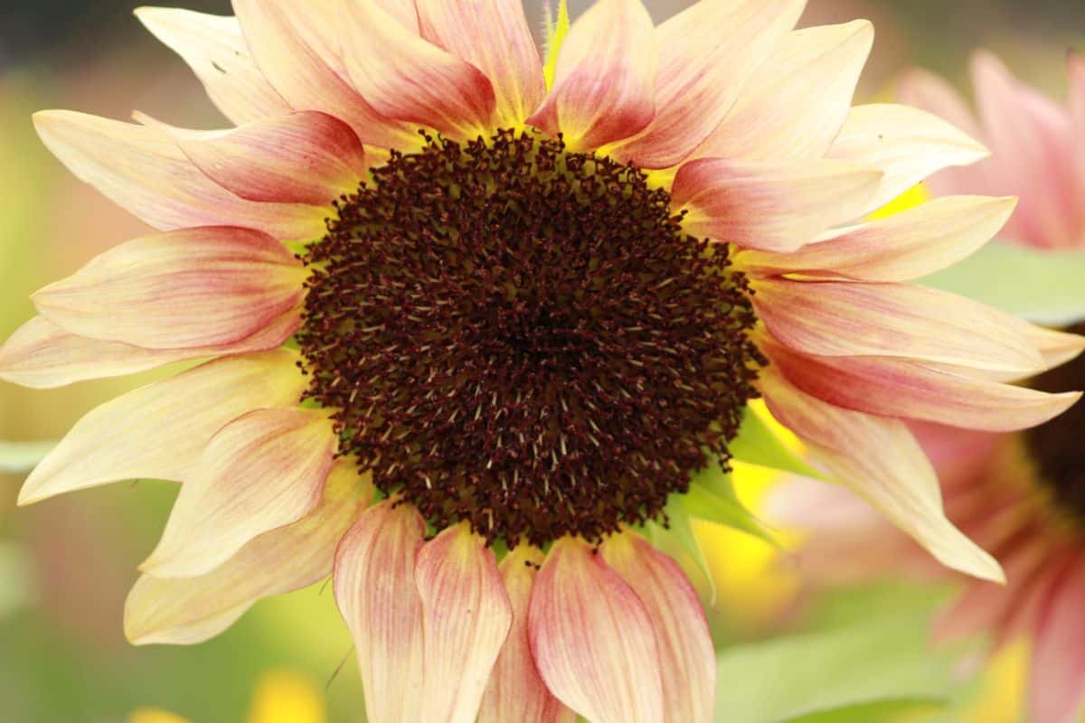 Ruby Eclipse pink sunflower