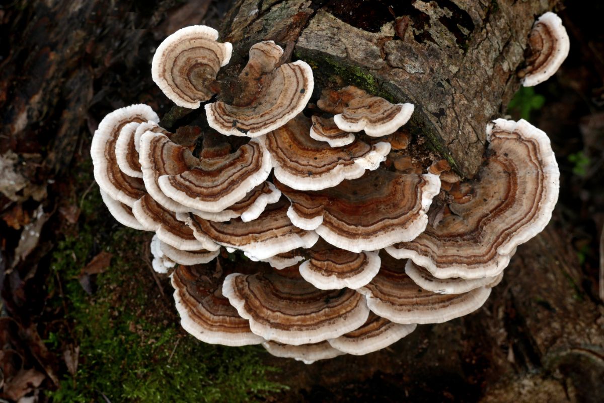 Wild turkey tail mushrooms