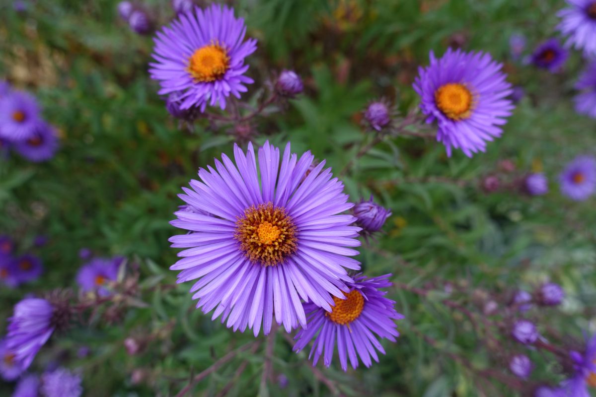 Feathery purple aster flowers