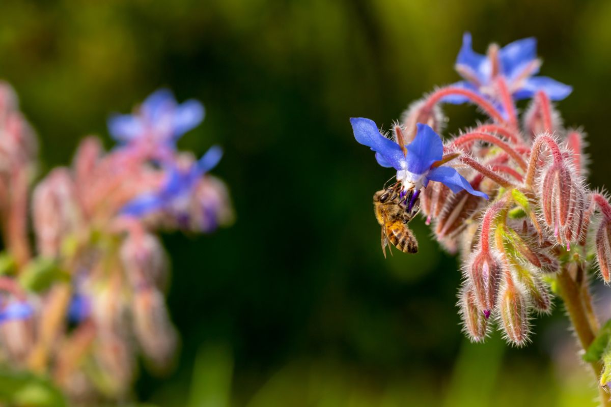 A honeybee visiting a blue borage flower