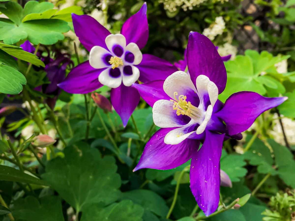 Purple flowering columbine