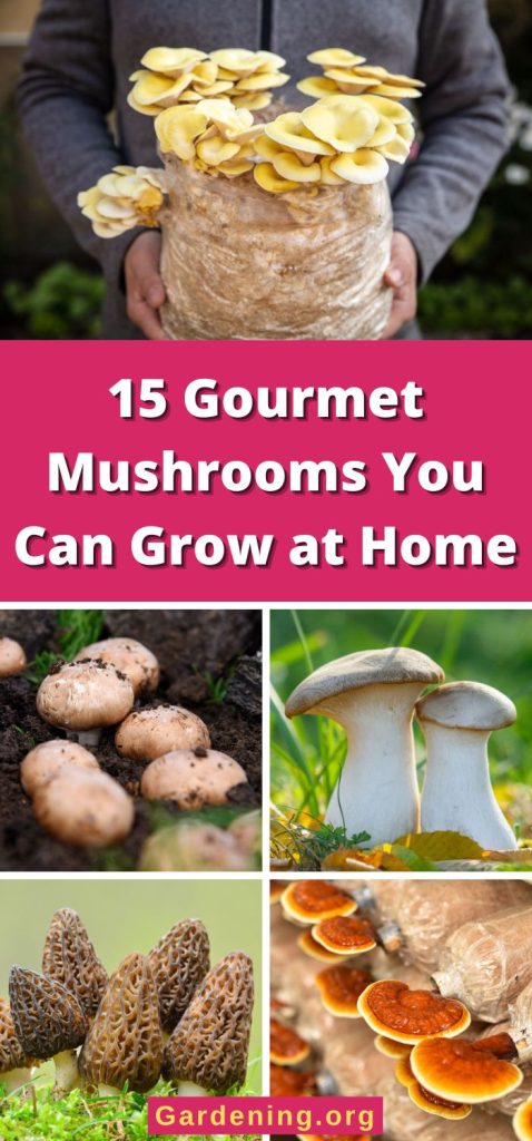 15 Gourmet Mushrooms You Can Grow at Home pinterest image.