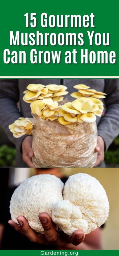 15 Gourmet Mushrooms You Can Grow at Home pinterest image.