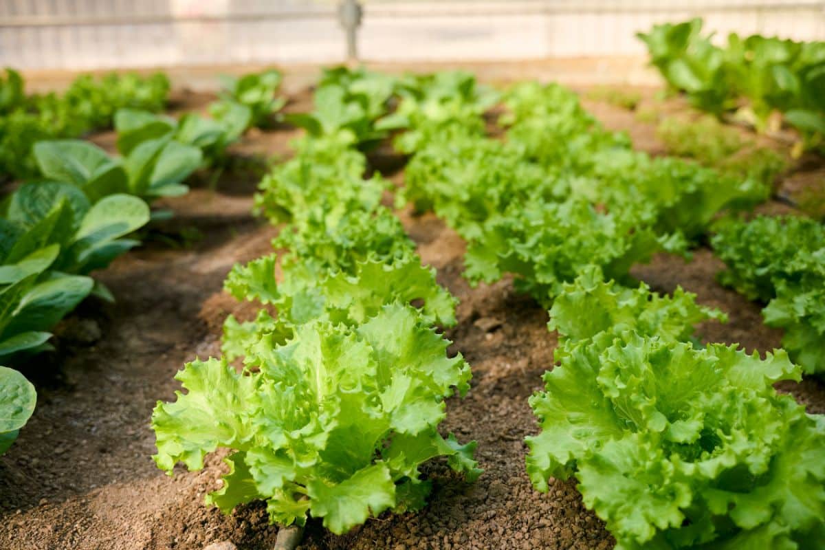 Lettuce in the baby stage ready to harvest