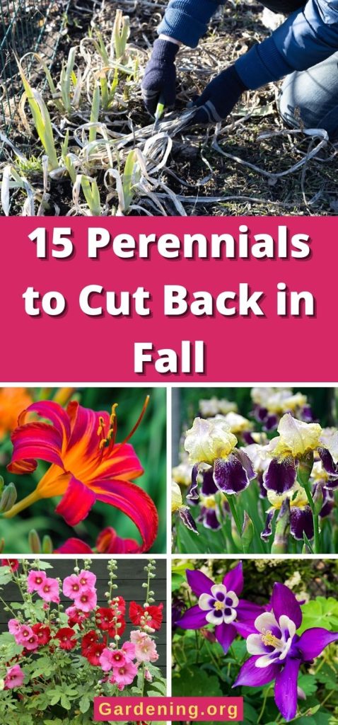 15 Perennials to Cut Back in Fall pinterest image.