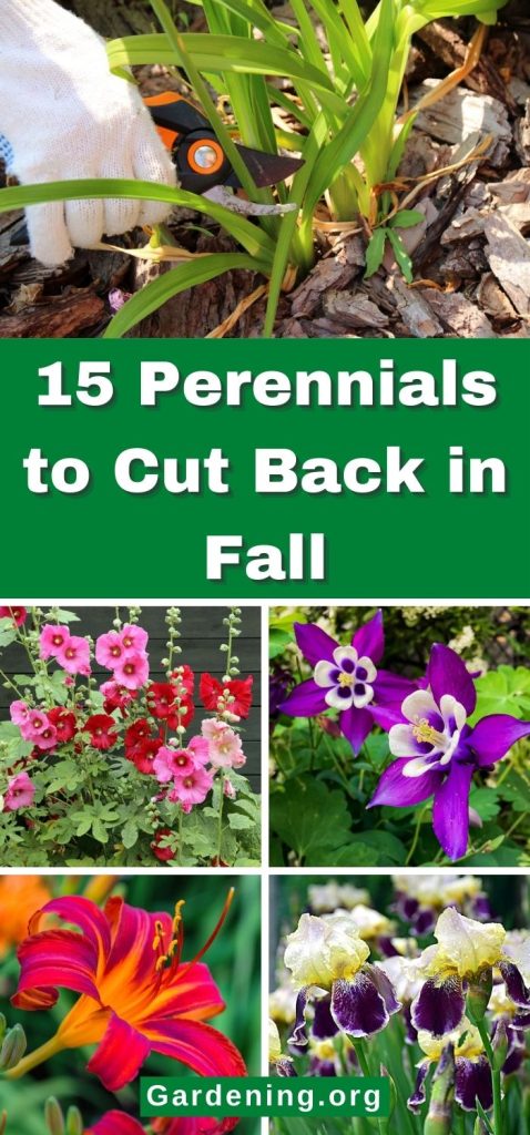 15 Perennials to Cut Back in Fall pinterest image.