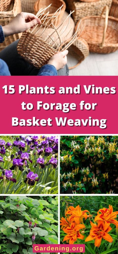 15 Plants and Vines to Forage for Basket Weaving pinterest image.