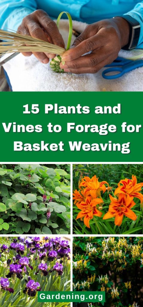 15 Plants and Vines to Forage for Basket Weaving pinterest image.