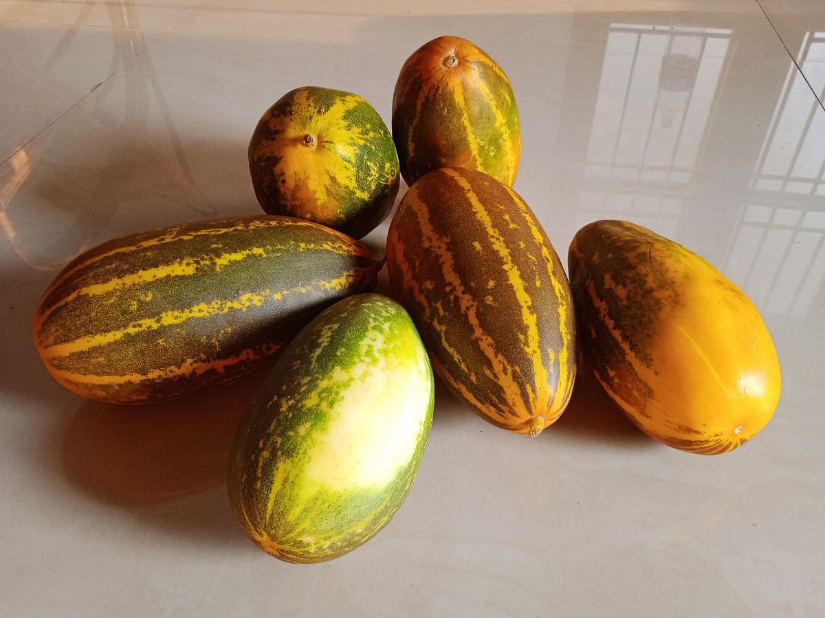 A harvest of overripe cucumbers