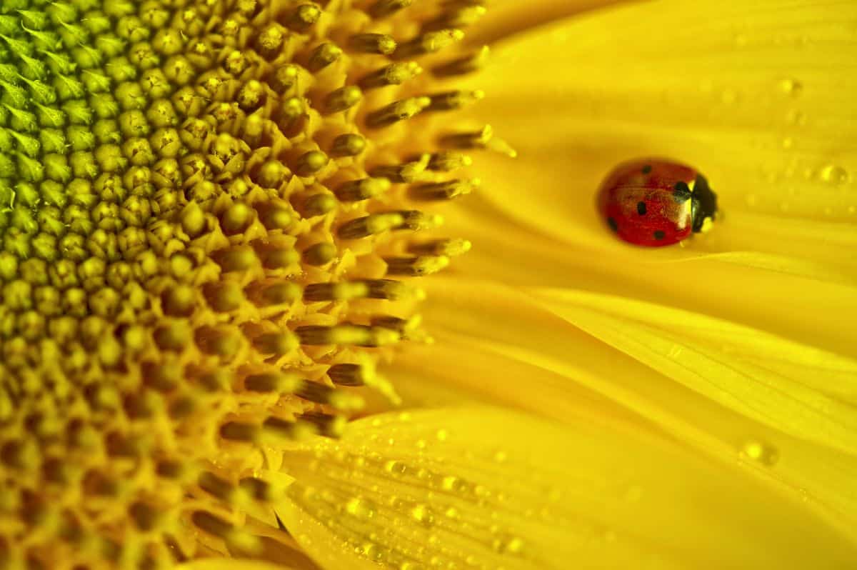 A ladybug on a sunflower