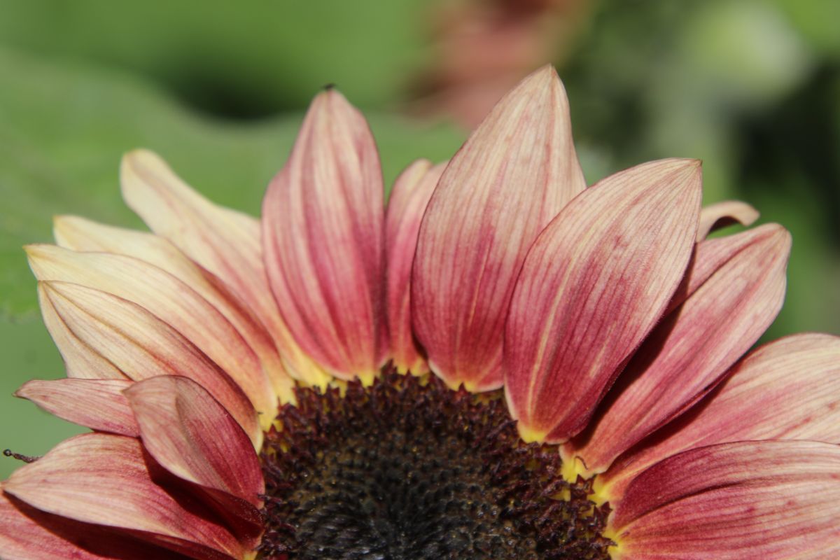 Van Gogh's sunflower mix flowers
