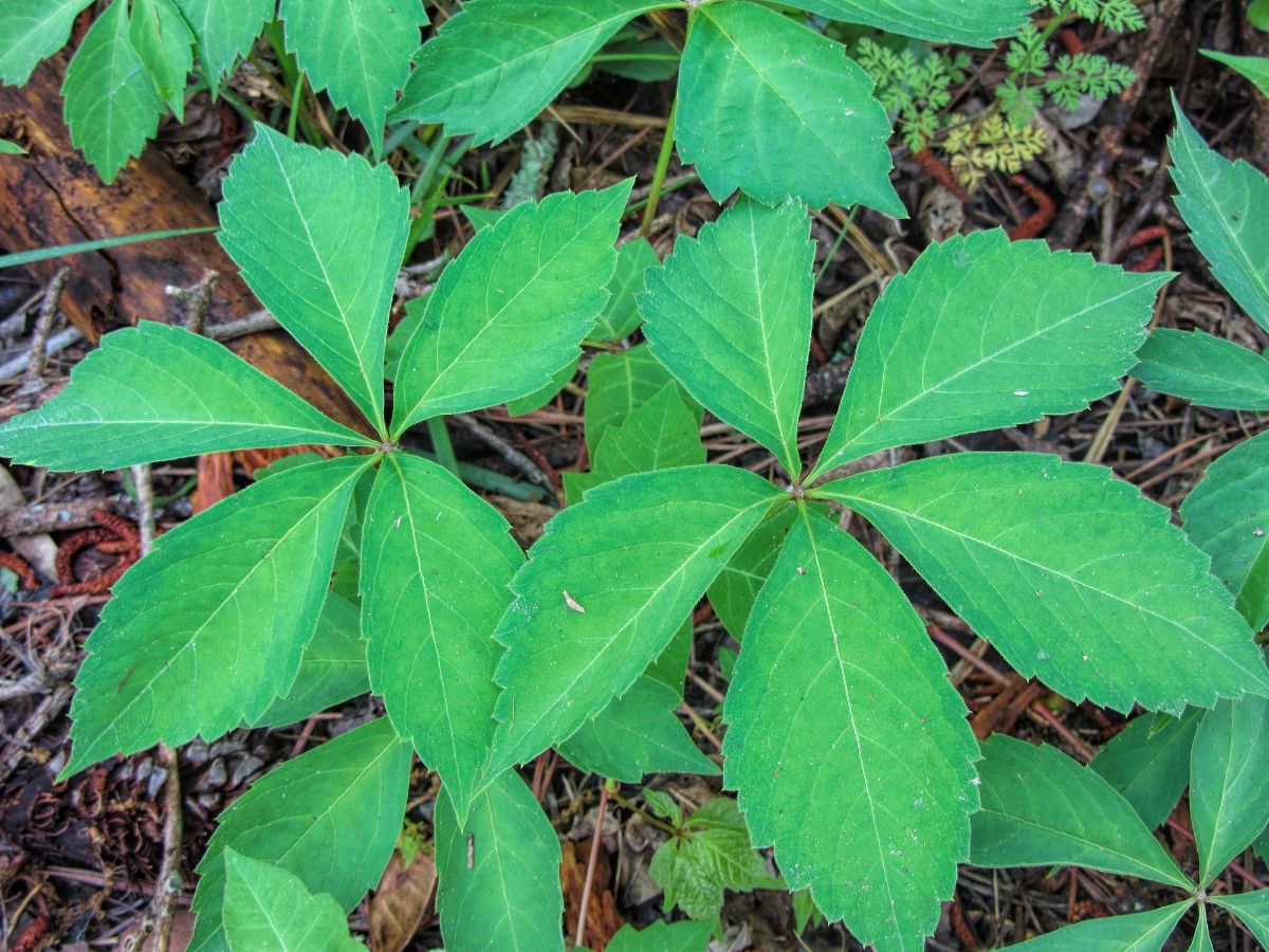 Virginia creeper plant with five green leaves