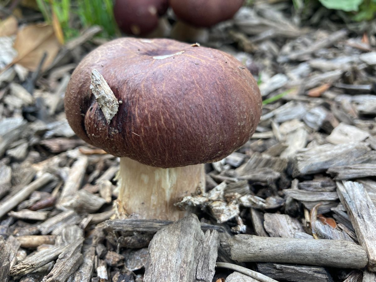 Wine cap mushrooms