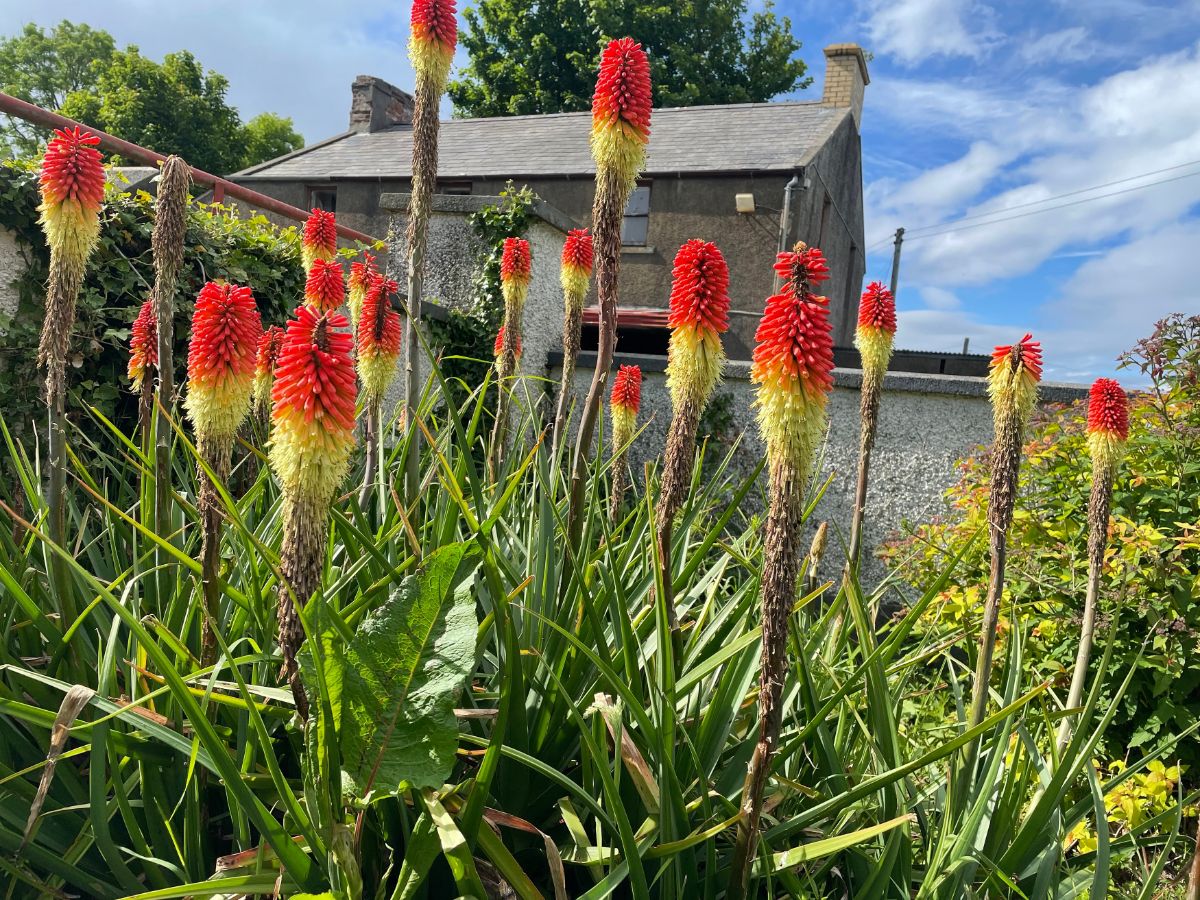 Red hot poker plants