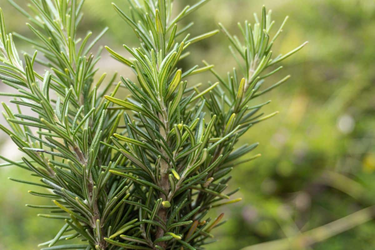 Fresh rosemary growing as a companion plant