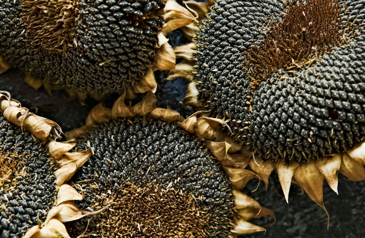 Dried sunflower heads with seeds