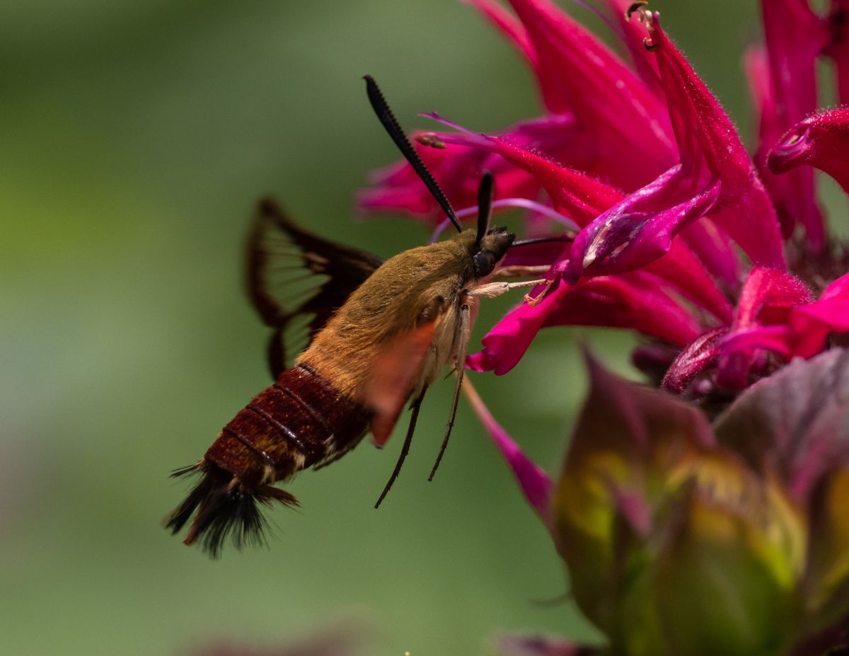 A pollinator on a bee balm plant