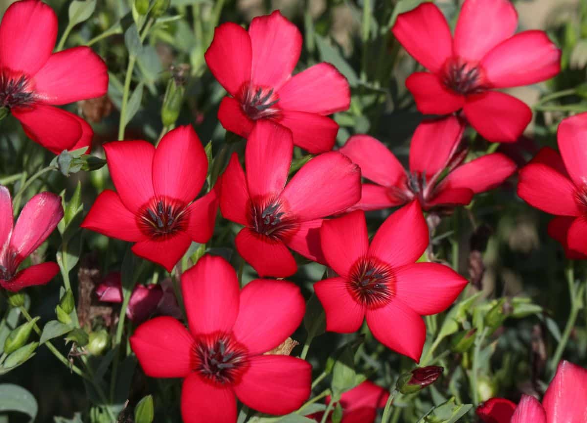 Scarlet red flax flowers