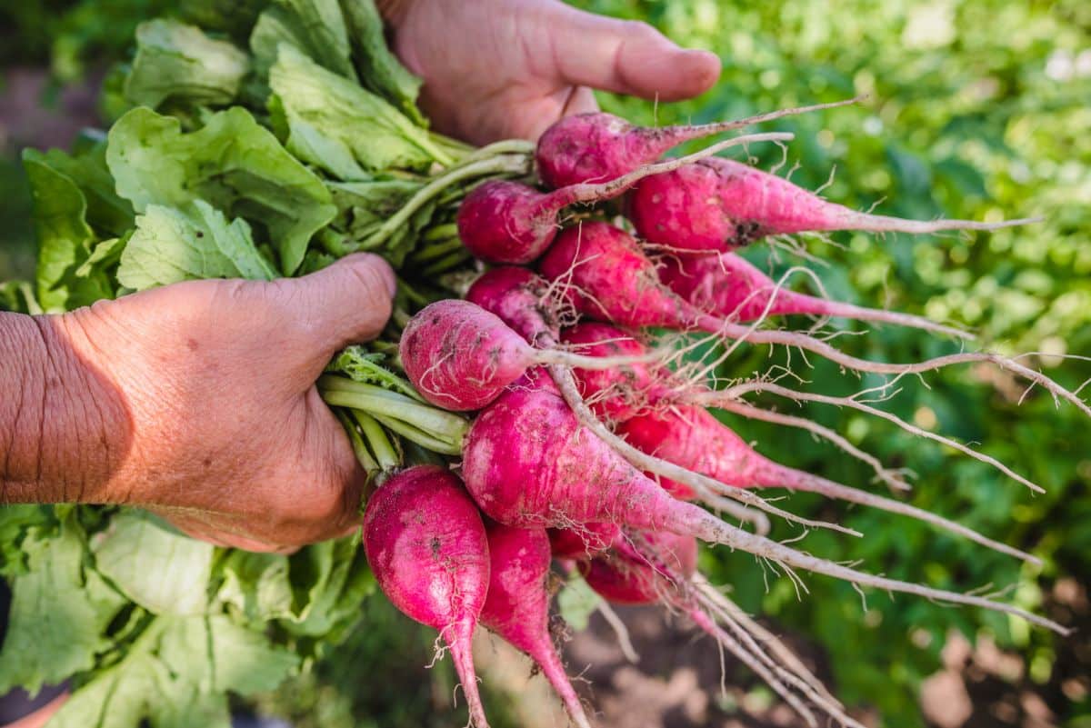 Freshly dug radish roots