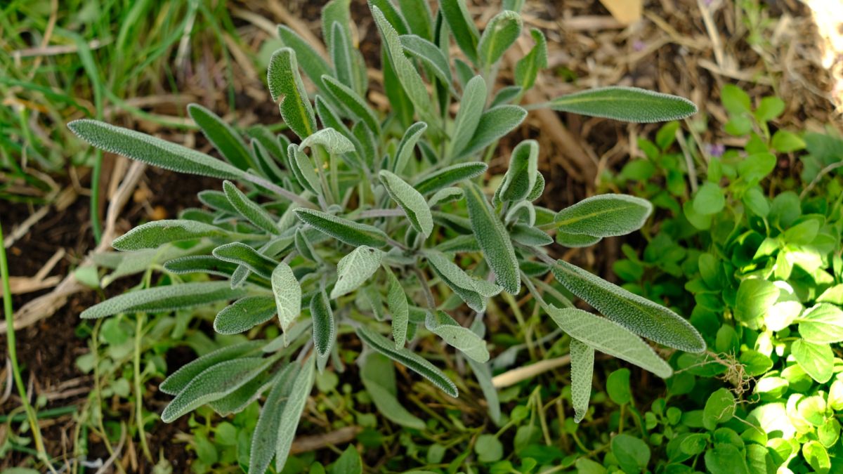 Sage used as a companion plant
