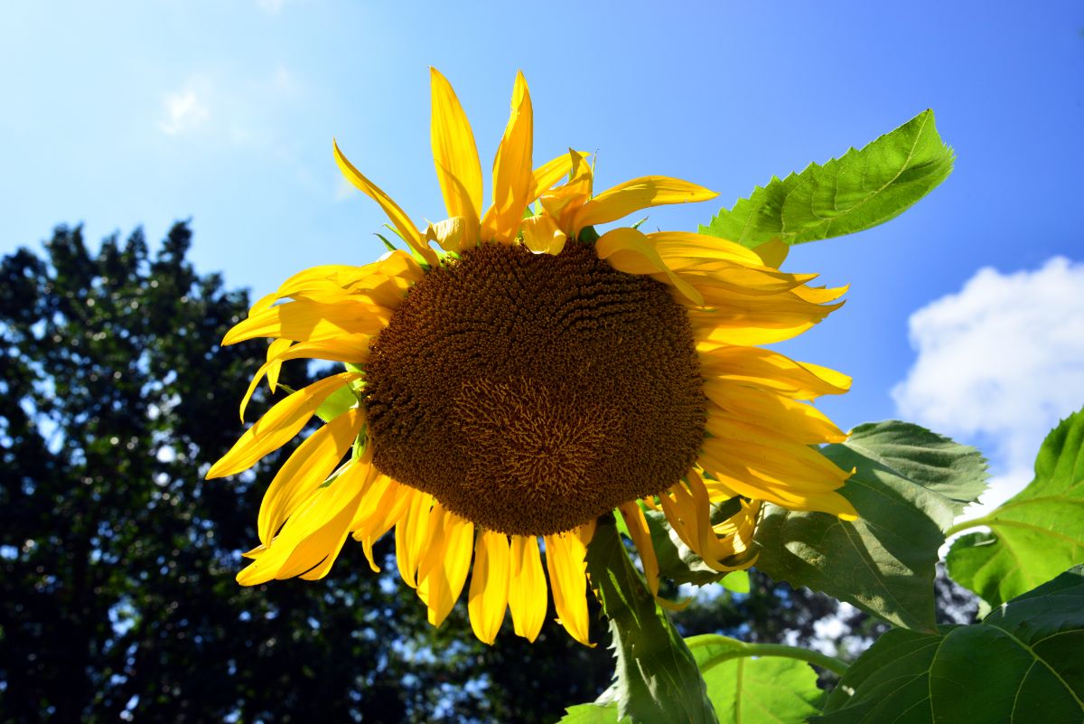 Large Mammoth Grey stripe sunflower