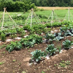 A backyard vegetable garden.