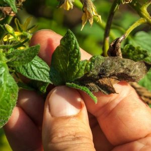 A damer holds a tomato leaf infected with late blight disease.