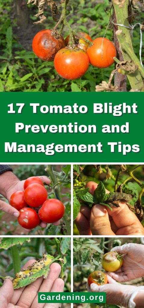 17 Tomato Blight Prevention and Management Tips pinterest image.