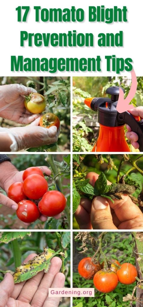 17 Tomato Blight Prevention and Management Tips pinterest image.