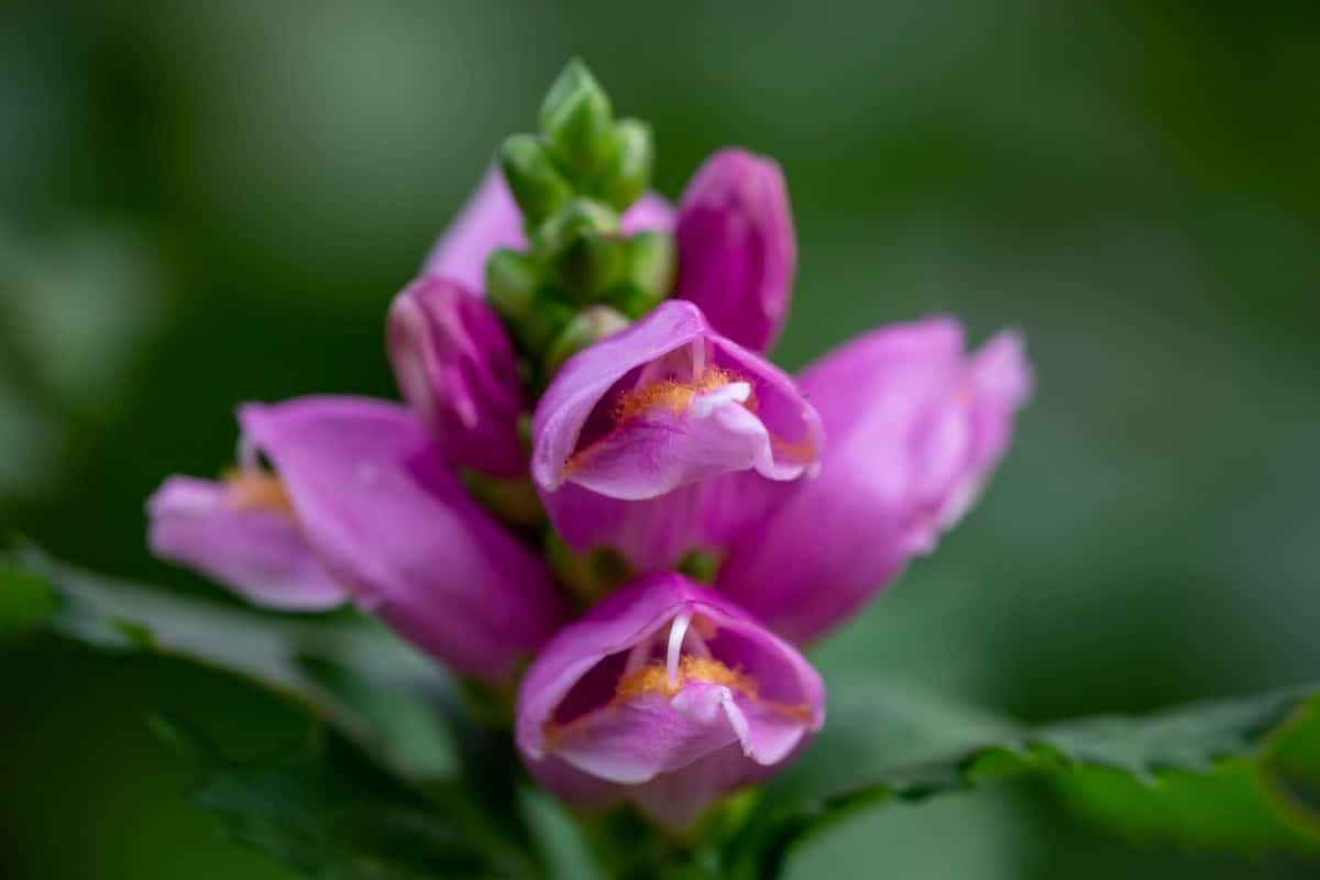 Purple-pink turtleheads flowers