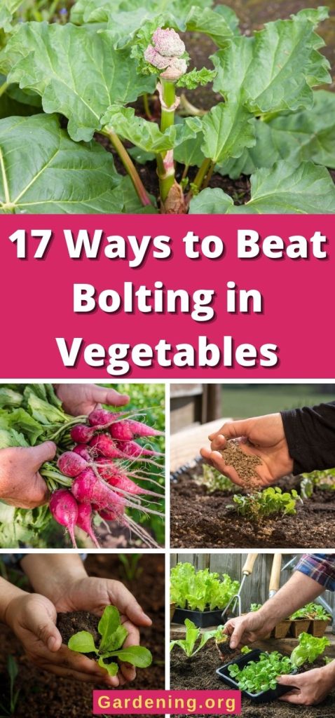 17 Ways to Beat Bolting in Vegetables pinterest image.