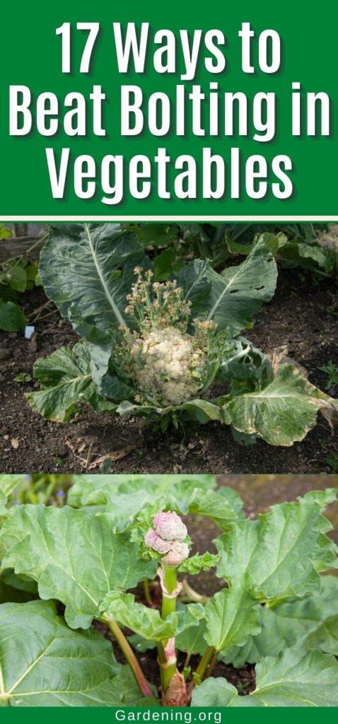 17 Ways to Beat Bolting in Vegetables pinterest image.