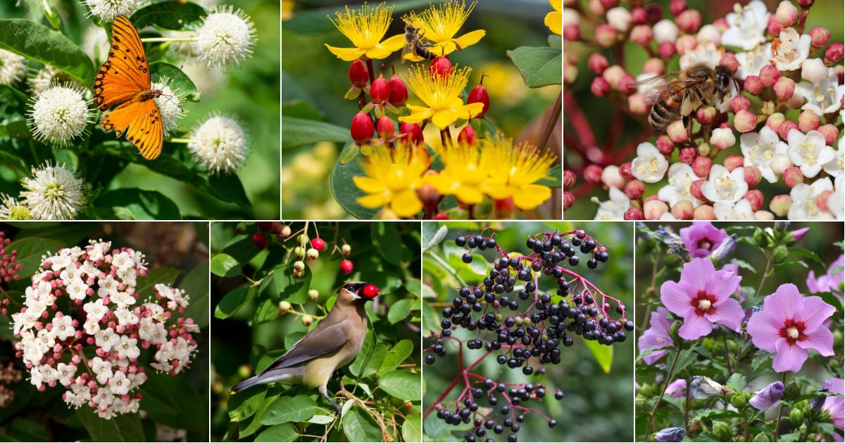 18 Best Shrubs to Grow in a Pollinator Garden - Gardening