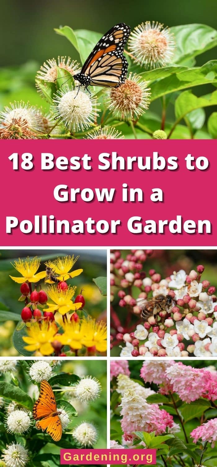 18 Best Shrubs to Grow in a Pollinator Garden - Gardening