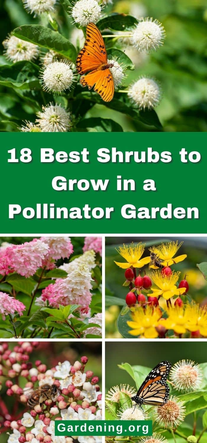 18 Best Shrubs to Grow in a Pollinator Garden - Gardening