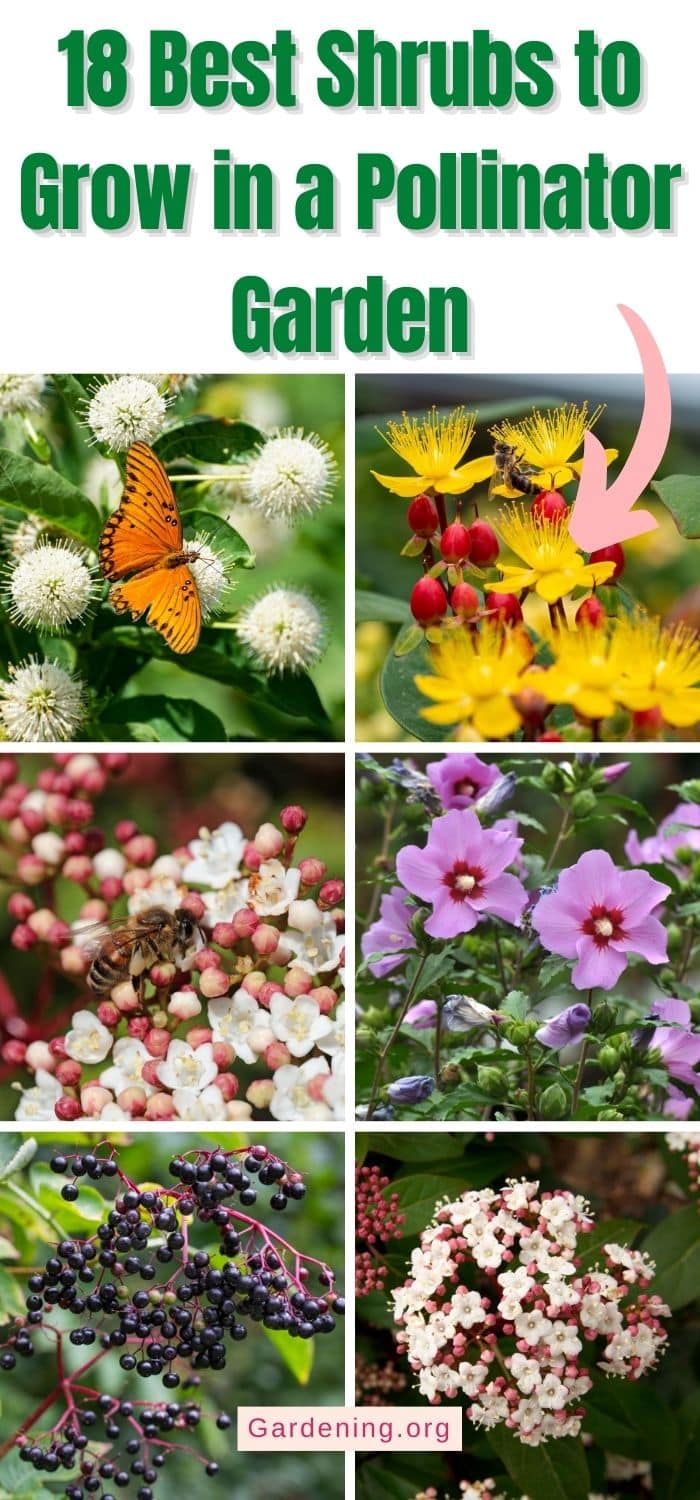18 Best Shrubs to Grow in a Pollinator Garden - Gardening