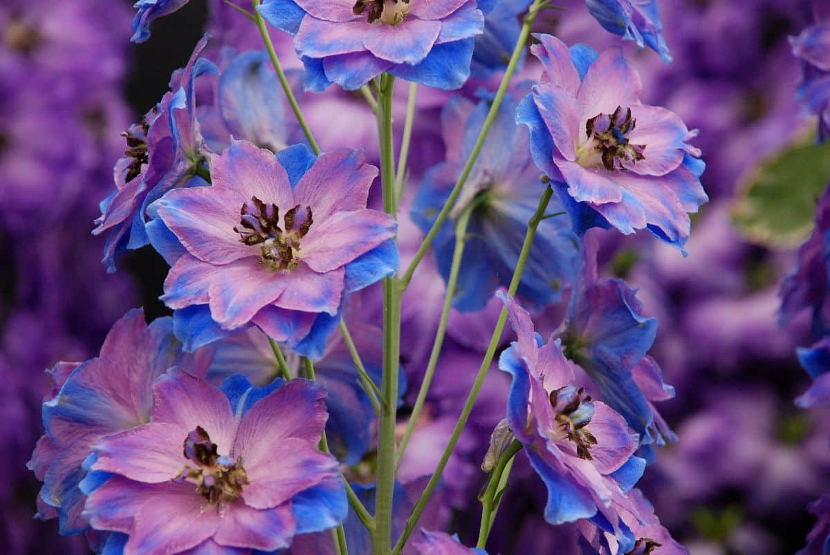 Purple and blue delphiniums in bloom