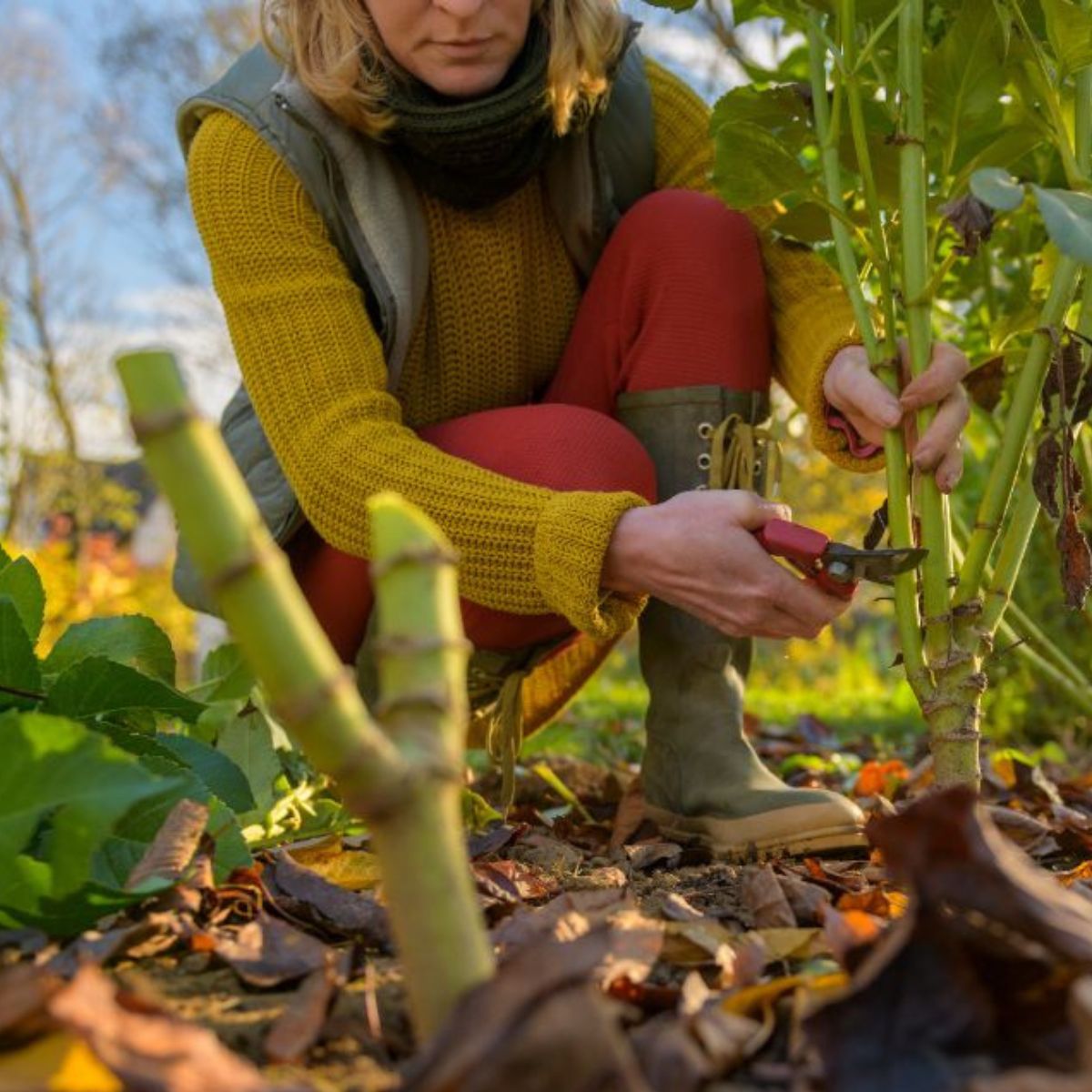 A woman using pruning shears to cut back dahlia plant foliage before digging up the tubers for winter storage.