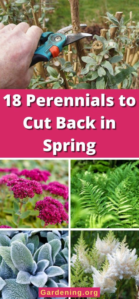 18 Perennials to Cut Back in Spring pinterest image.