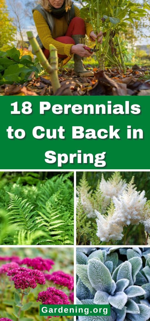 18 Perennials to Cut Back in Spring pinterest image.