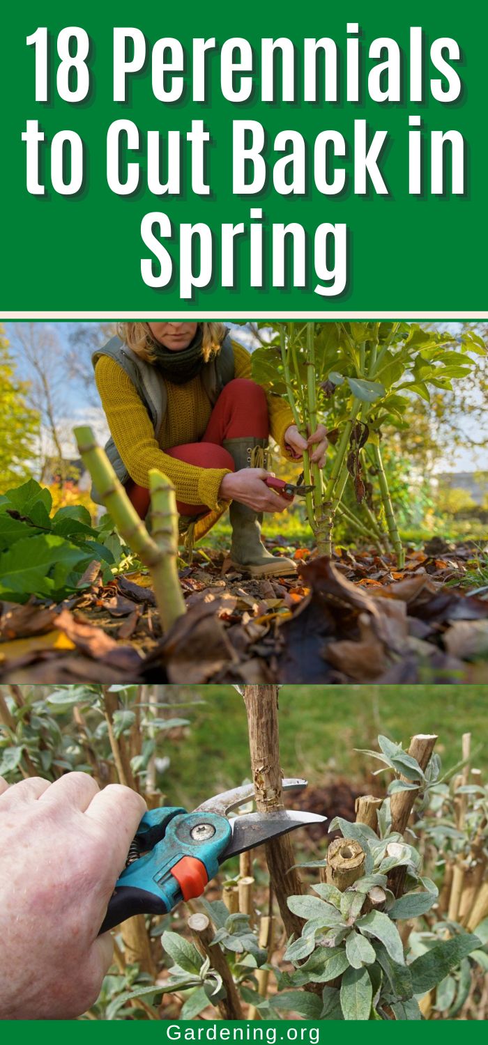 18 Perennials to Cut Back in Spring - Gardening