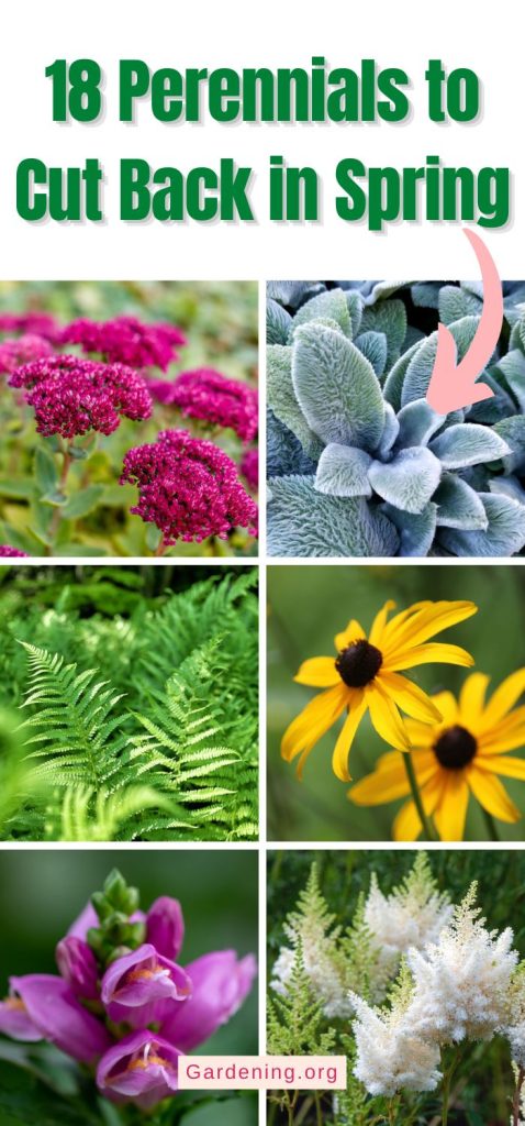 18 Perennials to Cut Back in Spring pinterest image.