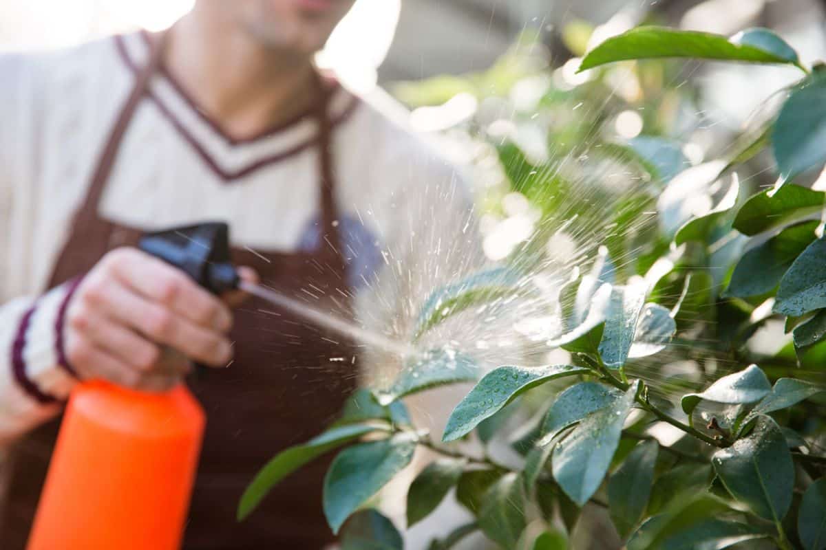 A gardener spraying insecticidal soap on a potted plant