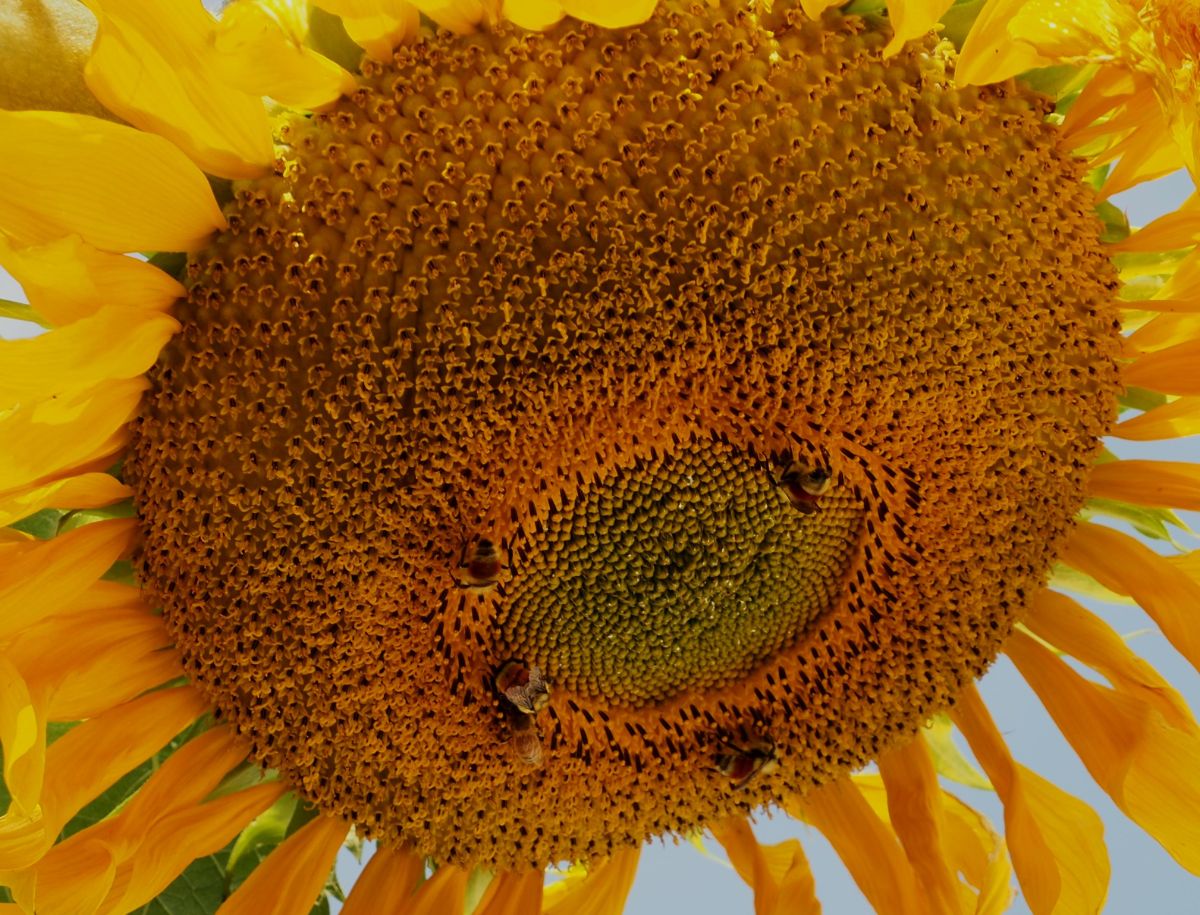 Bees visiting a Mongolian sunflower head