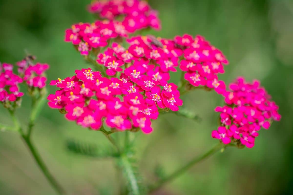 Deep pink flowering yarrow