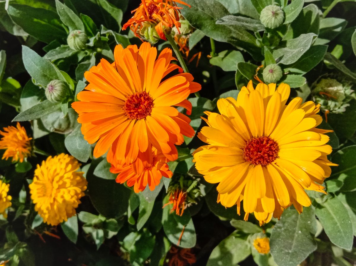 Orange and yellow calendula flowers