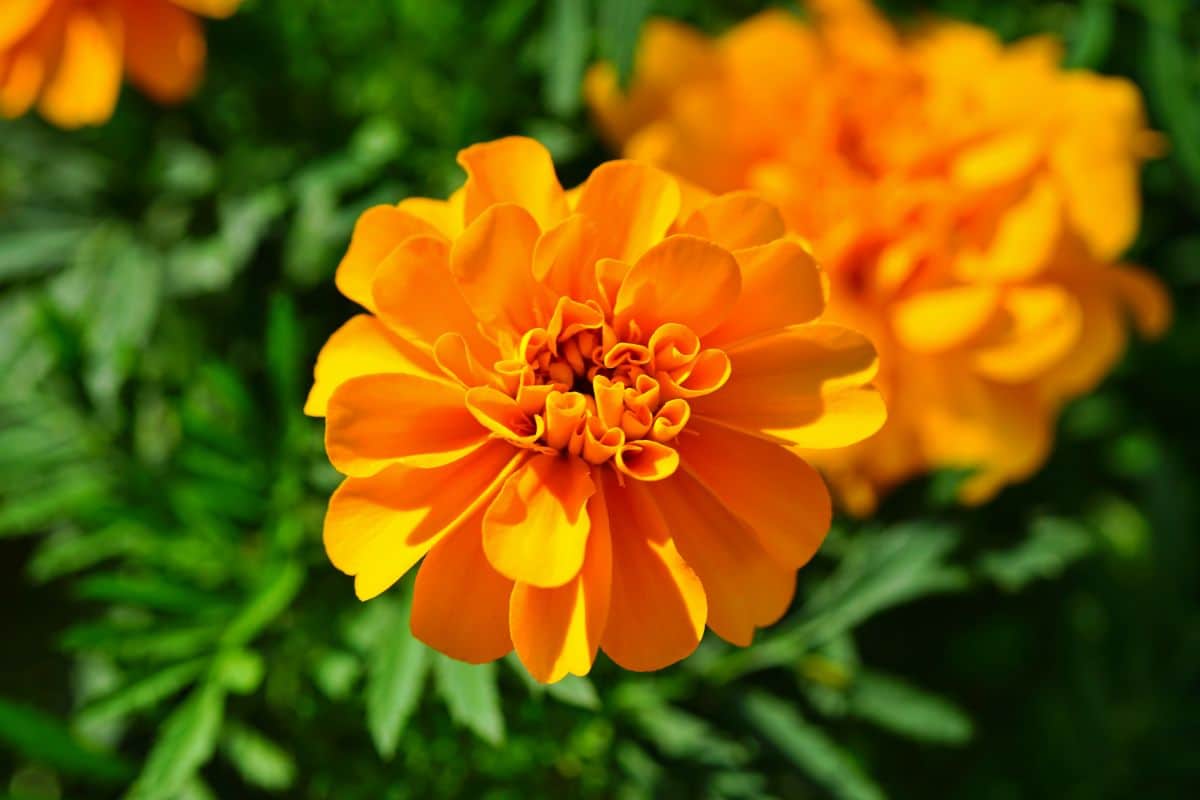 Edible marigold flowers